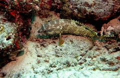 Velidhu - 2013_03_10 - IMG_0392rf_Merou tapis - Epinephelus macrospilos_Galagili west_Plongee